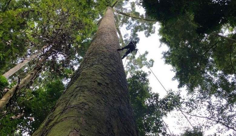 Der höchste in Malaysia entdeckte tropische Baum