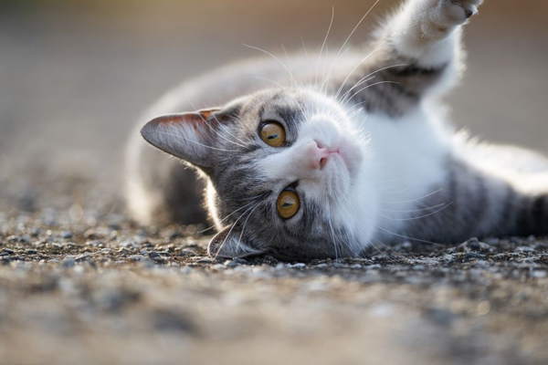 Schlagen Sie die Katze mit dem Auto 