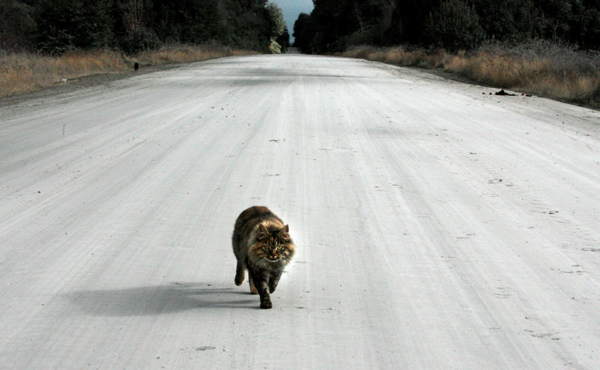 Schlug eine Katze in einem Auto nieder - Volksschilder 