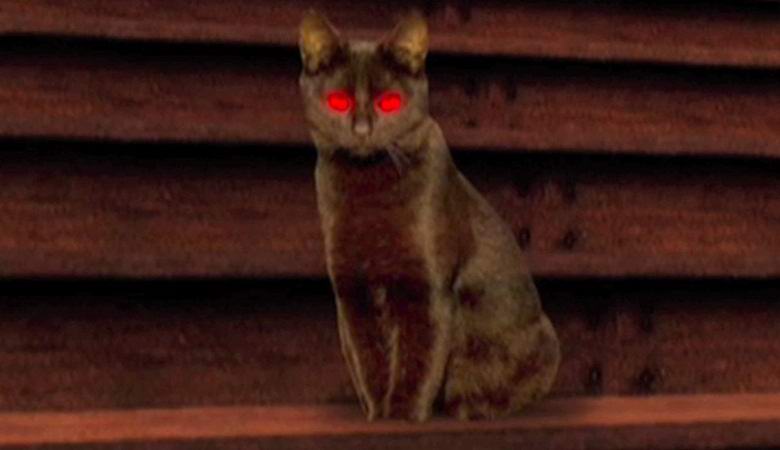 Singapurer behaupten, eine geisterhafte Katze in ihrer Wohnung gefilmt zu haben