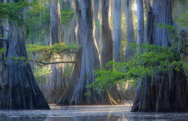 Fairy Lake Caddo