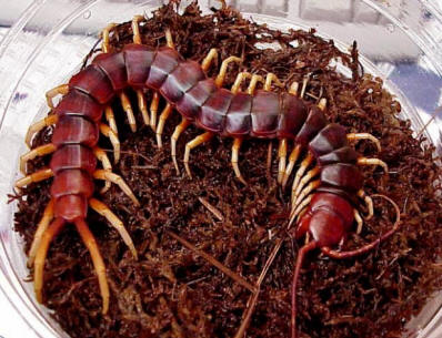 Der riesige Scolopendra ist der größte Tausendfüßler der Welt.