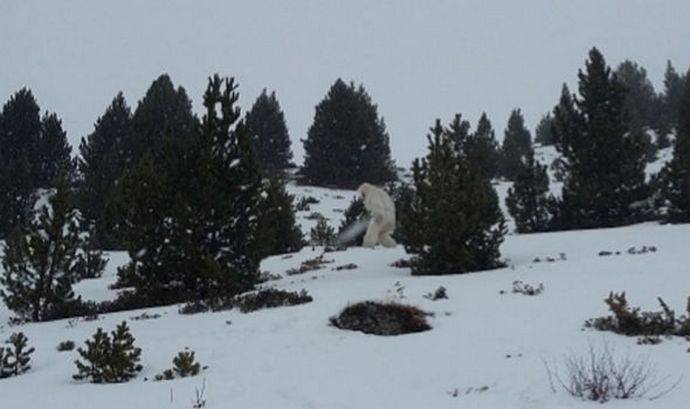 Bigfoot schadet den Menschen nicht