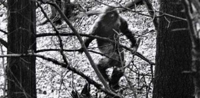 Bigfoot erscheint in den Wäldern von Uljanowsk