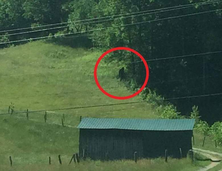 Bigfoot in West Virginia fotografiert