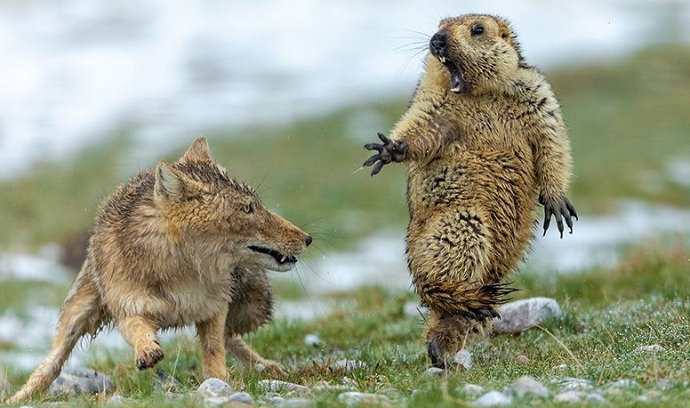 Ein Bild von einem Fuchs und einem Murmeltier, die als bestes Tierfoto anerkannt sind