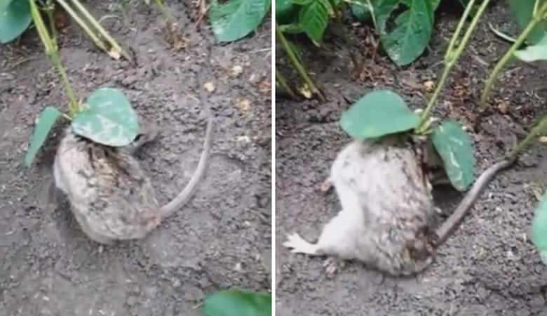 Sojabusch spross aus einer lebenden Ratte