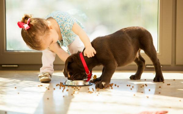 Mädchen füttert den Hund 