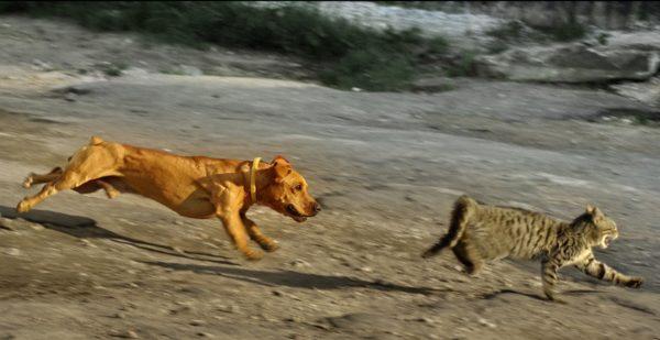 Der Hund griff die Katze an 