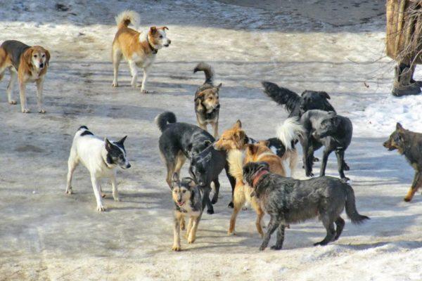 Warum träumen, dass ein Rudel Hunde angreift? 