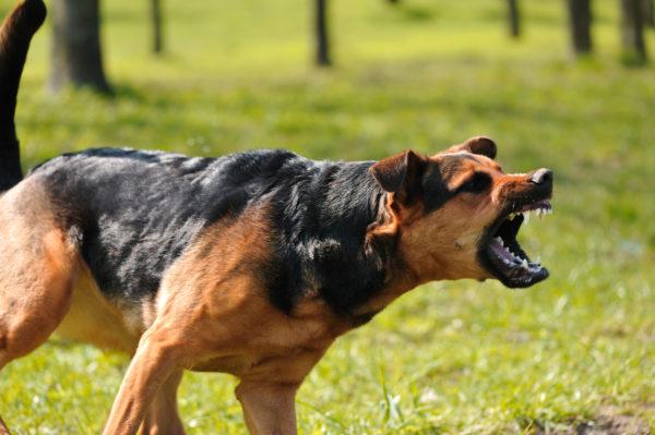 Wütende Hundeangriffe 