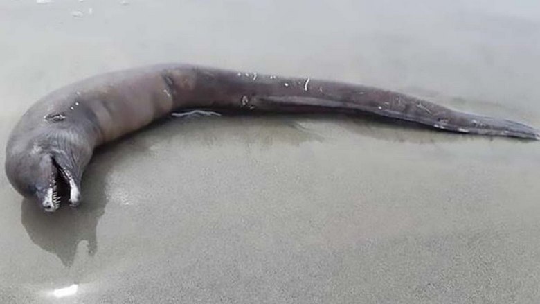 Eine seltsame Kreatur, die an einem Strand in Mexiko entdeckt wurde