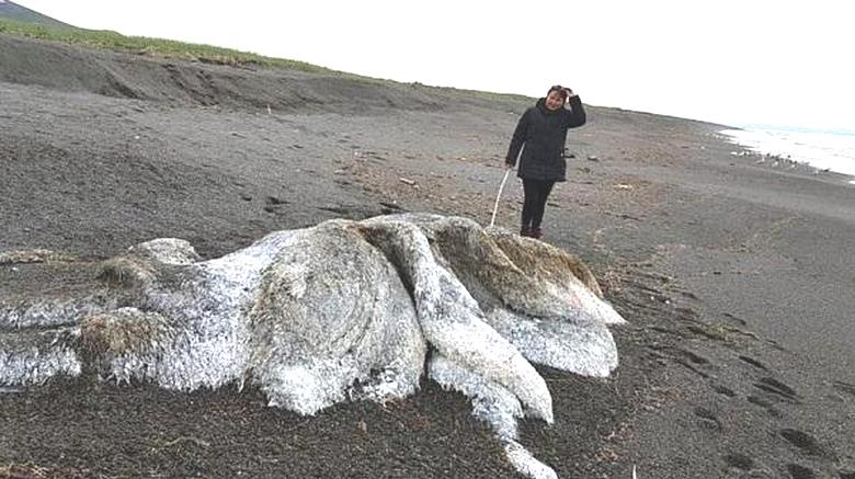 Eine seltsame Kreatur warf einen Sturm an die Küste von Kamtschatka