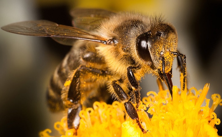 Das Schicksal der Menschheit hängt völlig von den Bienen ab