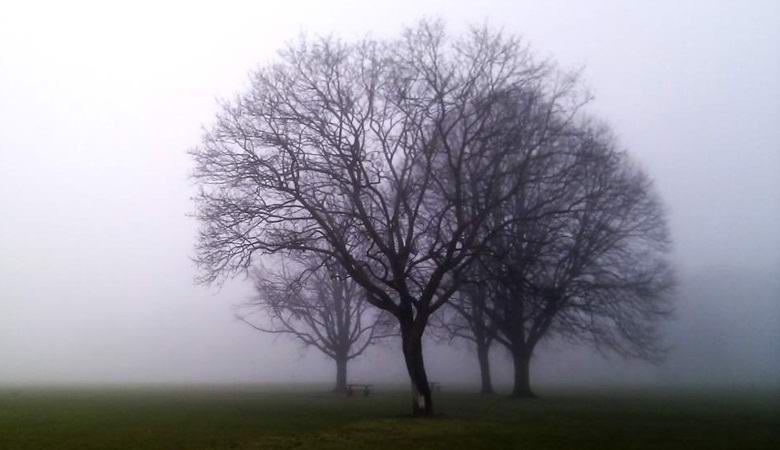 Geheimnis umhüllt vergiftete hängende Bäume in Norfolk