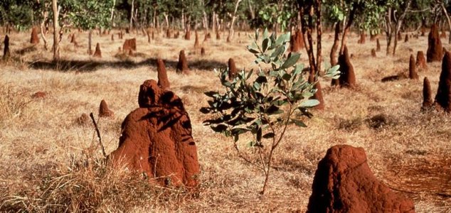 Termiten helfen beim Umgang mit dem Klimawandel.