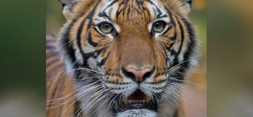 Tigerin in New York mit Coronavirus infiziert 