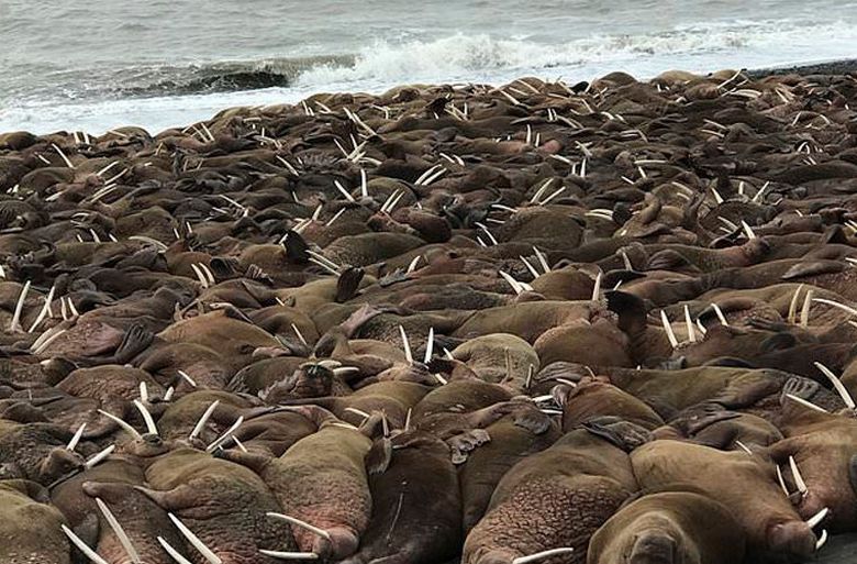 Tausende Walrosse besetzten die Küste Alaskas