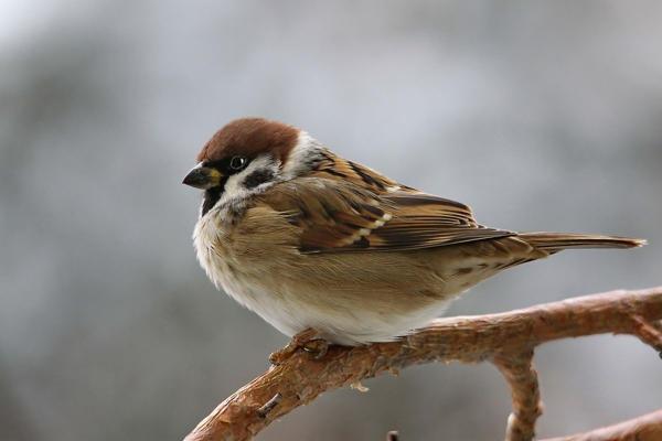 Jeder Vogel mit seiner eigenen Bedeutung 