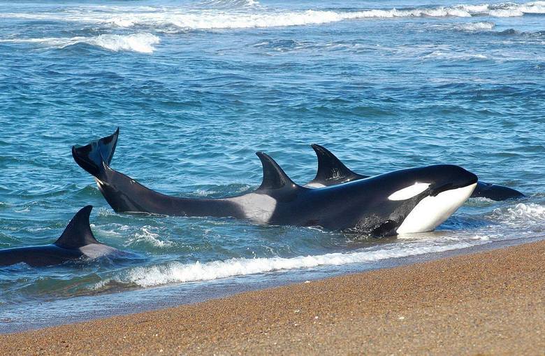 Riesige Killerwale, die der Wissenschaft noch unbekannt sind, leben vor der Küste Chiles.