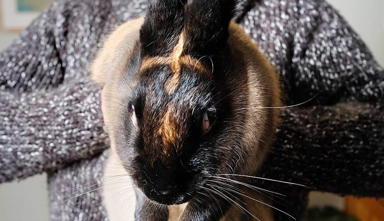 Das Kaninchen hat auf mystische Weise ein Kreuz auf ihrer Stirn wachsen lassen