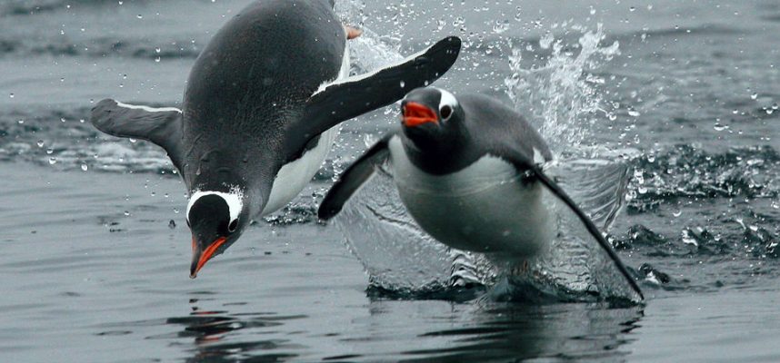 Wissenschaftler entdecken, dass Pinguine tatsächlich unter Wasser 