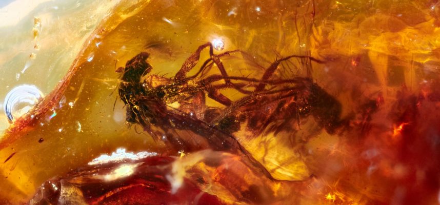 Wissenschaftler haben vor 40 Millionen Jahren in Bernstein gefrorene Paarungsfliegen entdeckt 