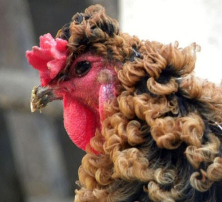 Erstaunliche natürliche Mutation: Curly Rooster