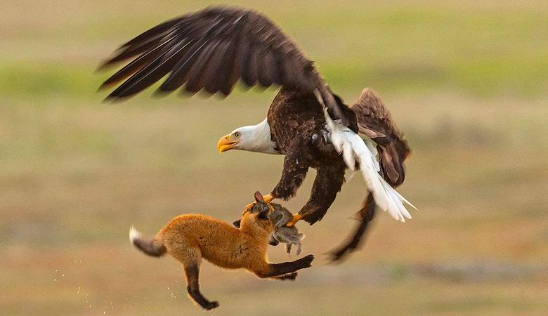 Ein erstaunlicher Kampf zwischen einem Adler und einem Fuchs wegen eines Kaninchens ist auf dem Video zu sehen.