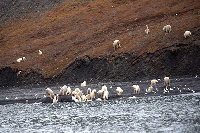 Erstaunlich: In Tschukotka haben sich zweihundert Eisbären an einem Ort angesammelt.