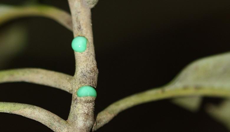 Erstaunlicher Baum, der Metall ausstrahlt