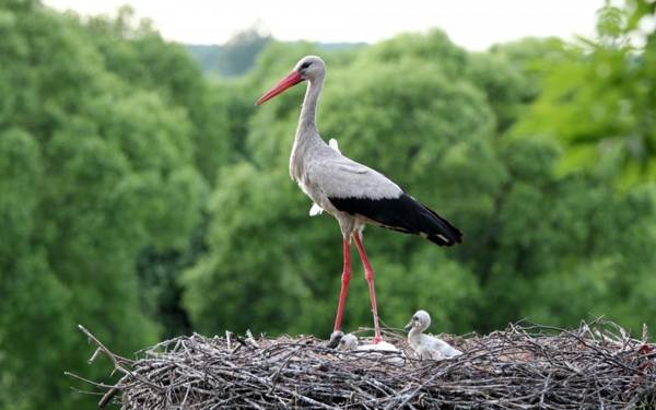 sehe einen Storch 