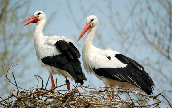 Storch saß auf dem Dach 