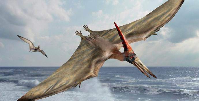 In Amerika ein Pterodaktylus-Video gedreht?