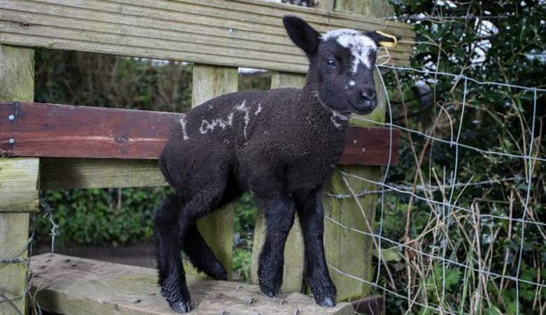 In England wurde ein Lamm mit einer ungewöhnlichen Inschrift auf der Seite geboren.