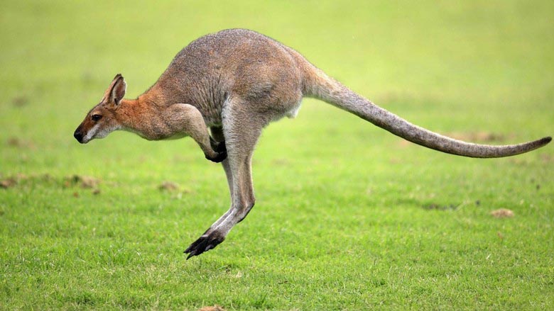 In Österreich (nicht in Australien) fangen sie die mysteriöse Känguru-Kryptide