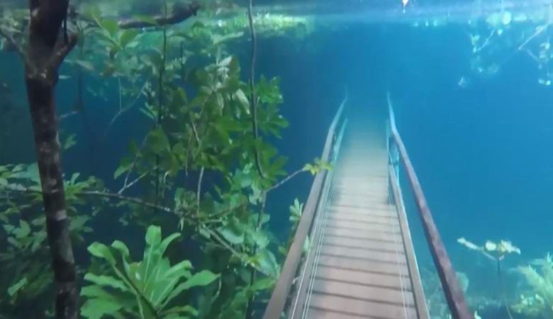 In Brasilien ist ein erstaunlicher Unterwasserwald entstanden