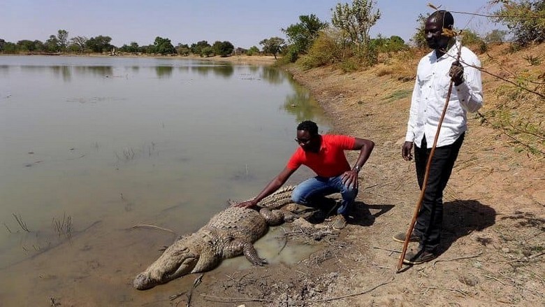 Die friedlichsten Krokodile der Welt leben in Burkina Faso