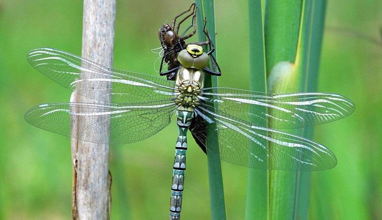 Insekten verschwinden auf mysteriöse Weise in Deutschland