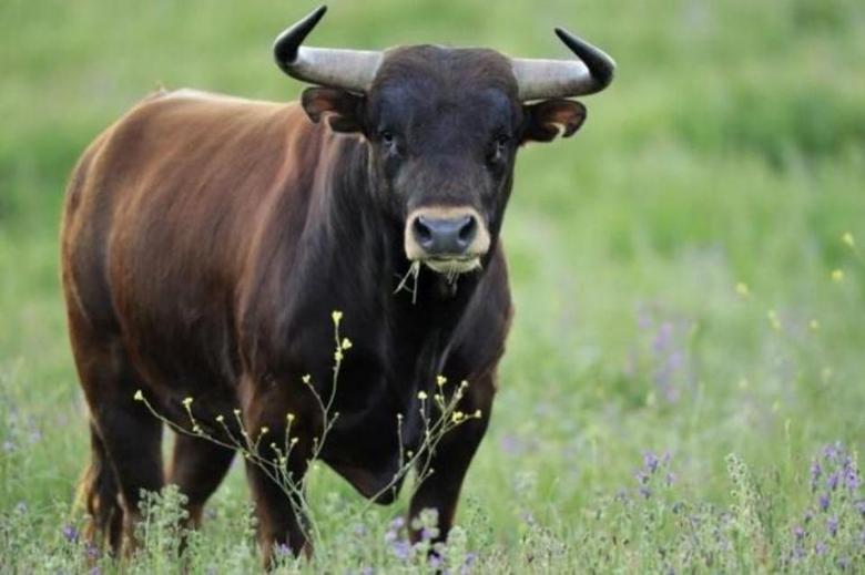 In der Stadt Bharuh hat der Stier eine Frau angegriffen