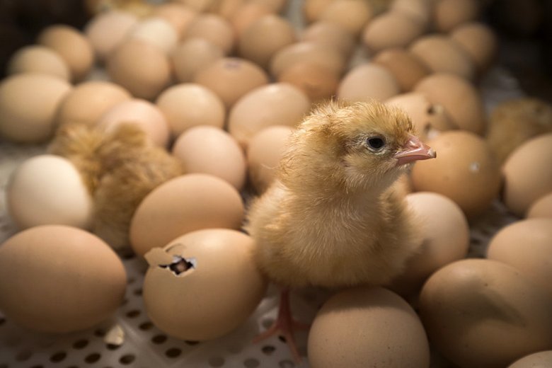 Überfällige Eier wurden in Georgia auf die Mülldeponie geworfen - und Hunderte von Hühnern sind daraus geschlüpft.