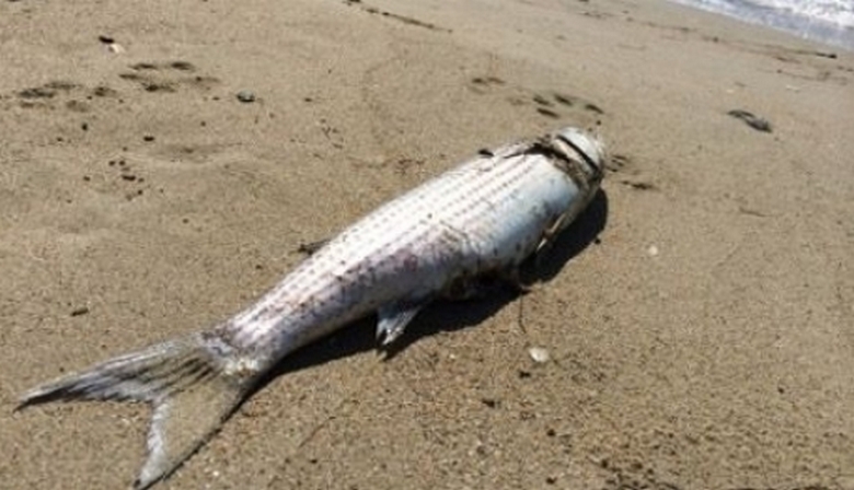 In China wurde der Fisch an Land gespült.