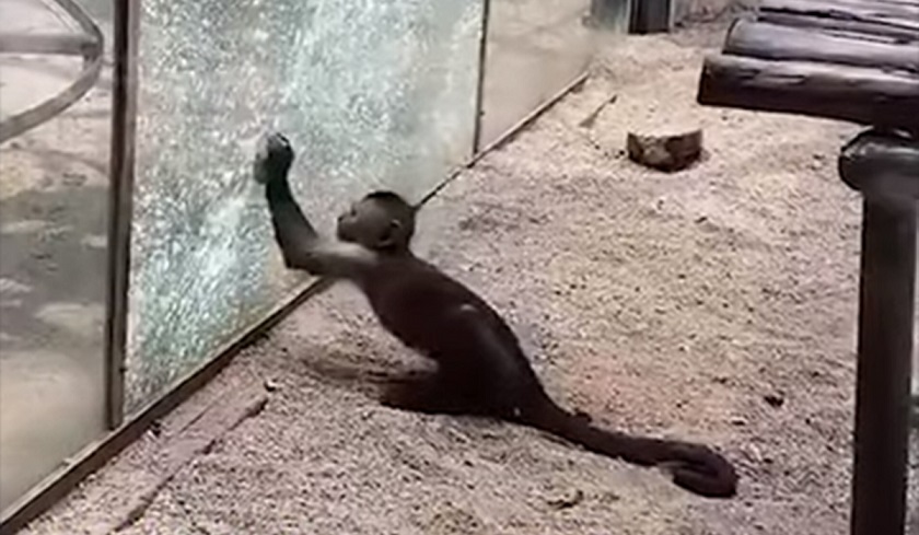 In einem chinesischen Zoo hat ein kluger Affe einen Stein geschärft und damit das Glas einer Voliere zerbrochen.