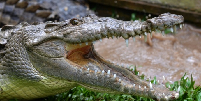 Bären in Russland, Krokodile in Indien