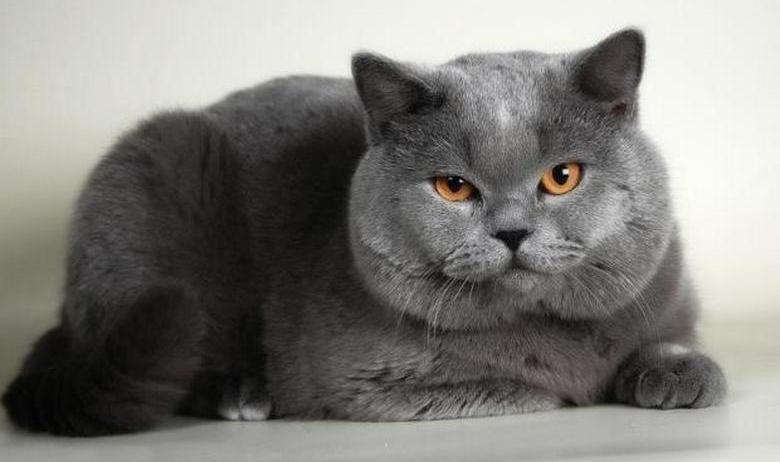 In Russland wird eine einzigartige Katze zum Verkauf angeboten - für 5 Millionen Rubel