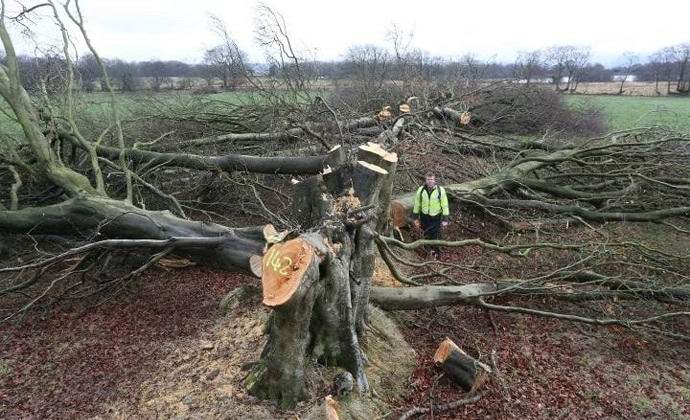 Wales hat auf mysteriöse Weise jahrhundertealte Buchen verloren