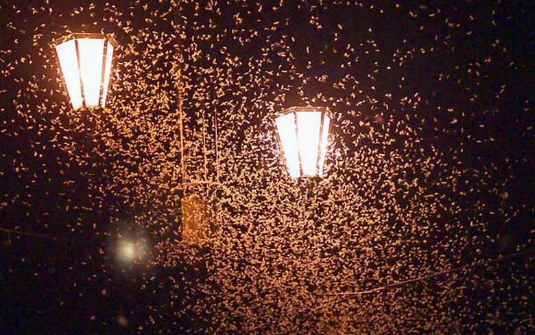 In Vitebsk wurden Millionen von Motten auf den Straßen geschaffen