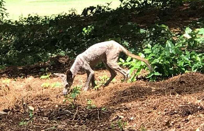 Chupacabra in South Carolina fotografiert.