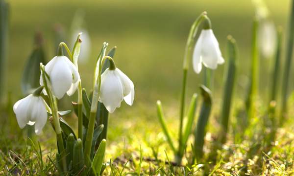 Zeichen des Frühlings 