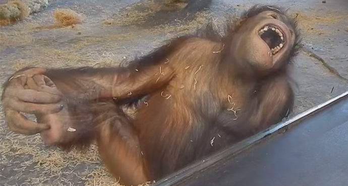 Ein Video mit einem saugenden Orang-Utan ist zu einer Internet-Sensation geworden.